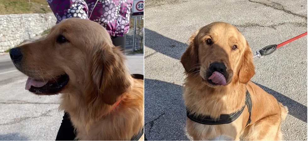 Scomparso per giorni tra i boschi a Folgaria: il cane Baby è stato ritrovato